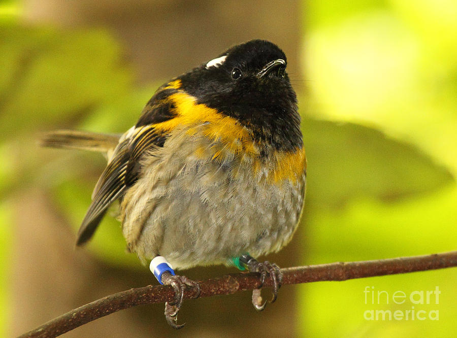 Portrait Of Male Hihi Photograph by Max Allen