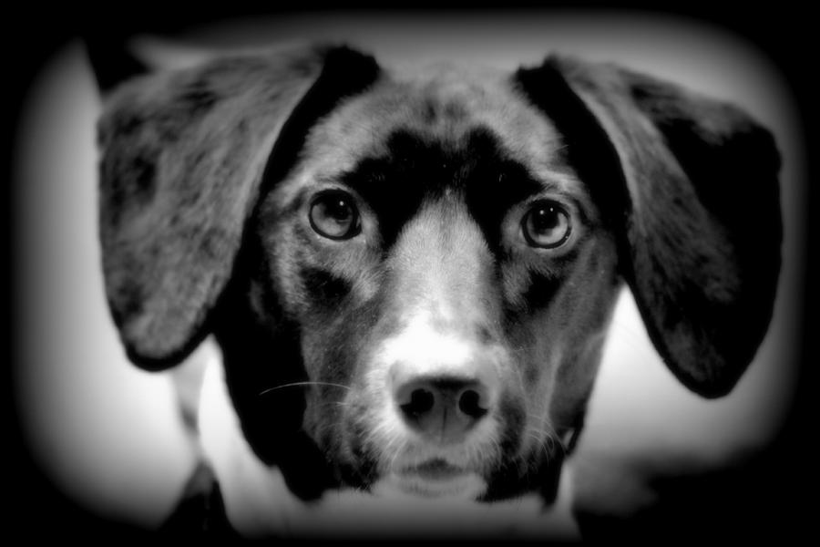 Dog Photograph - Portrait Of Mans Best Friend II by Aurelio Zucco