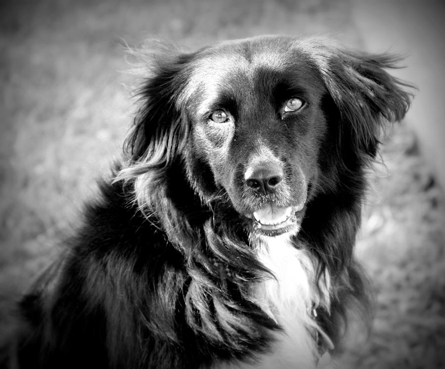 Dog Photograph - Portrait Of Mans Best Friend Monochrome by Aurelio Zucco