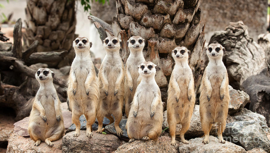 Nature Photograph - Portrait of meerkat family by Anek Suwannaphoom