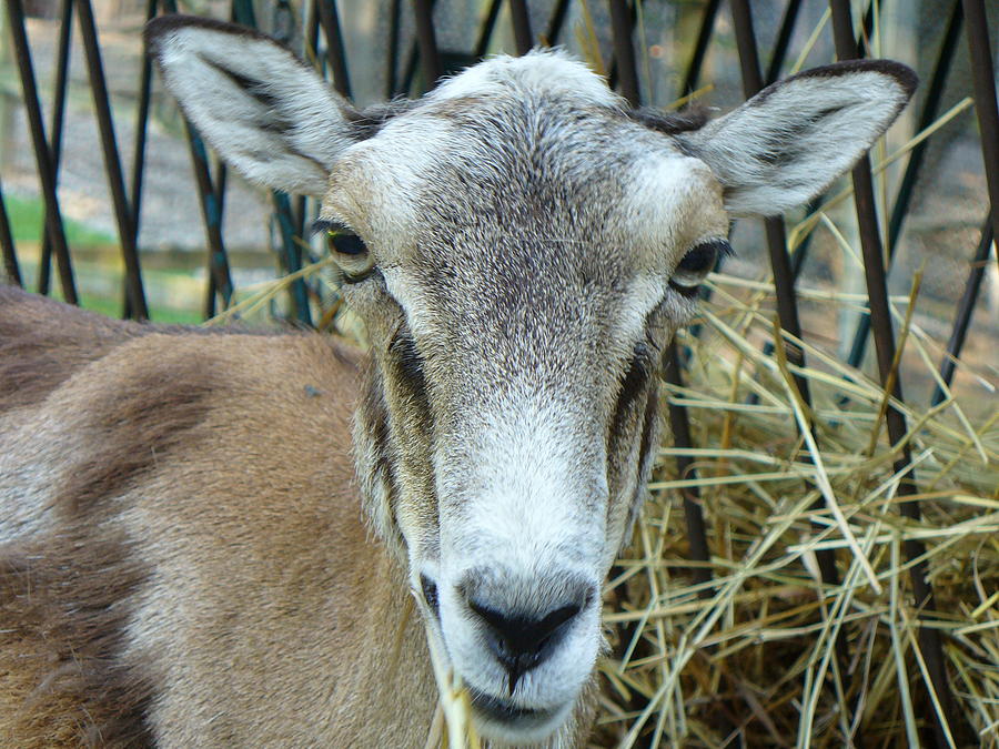 Portrait of Mouflon Ewe Photograph by Lingfai Leung