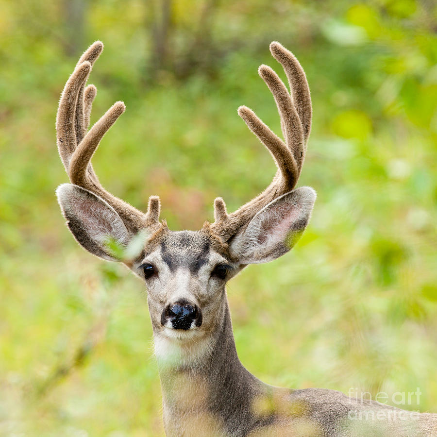 Deer Photograph - Portrait of mule deer buck with velvet antler  by Stephan Pietzko