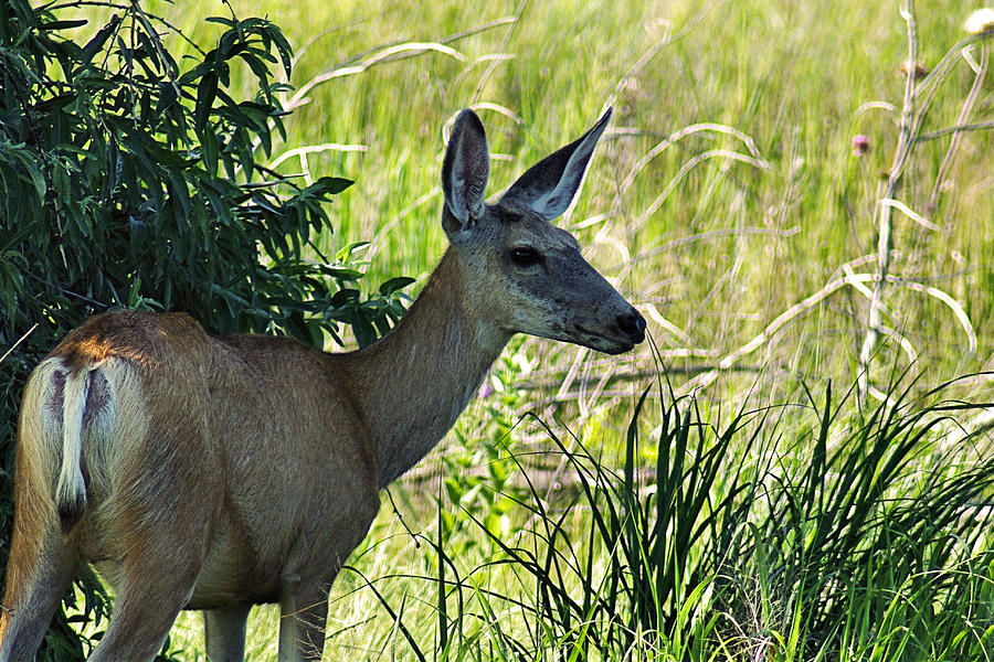 Portrait of Mule Deer Doe Photograph by Bill Kesler