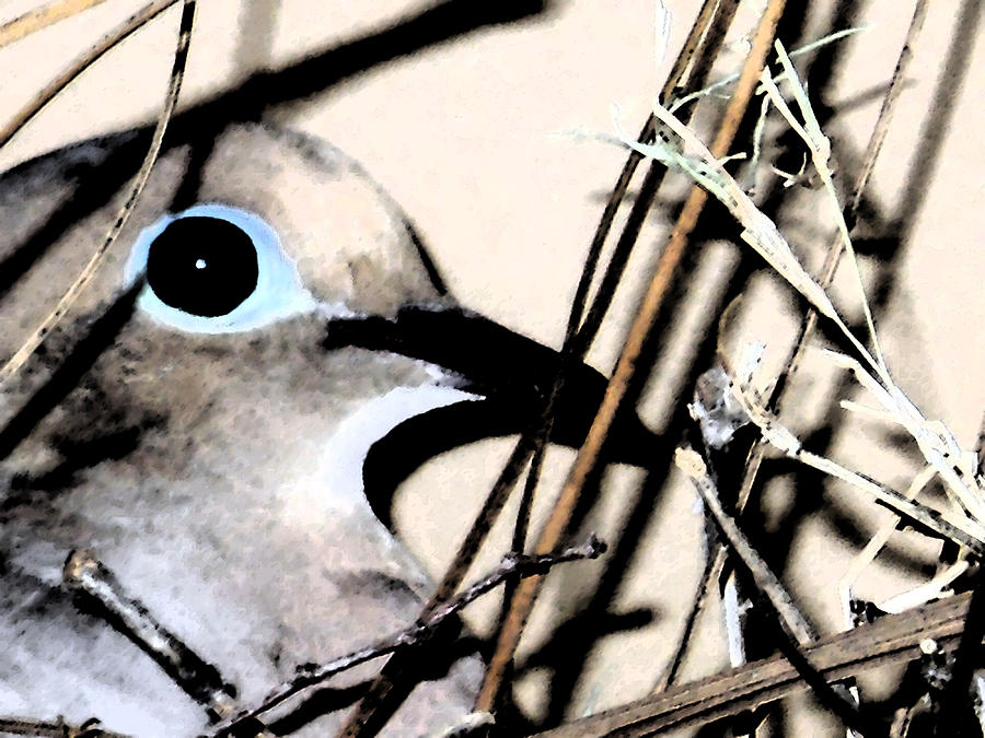 Portrait Of Nesting Dove Digital Art by Eric Forster