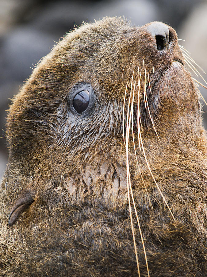 Portrait Of Northern Fur Seal Bull, St Photograph By John Gibbens - Pixels