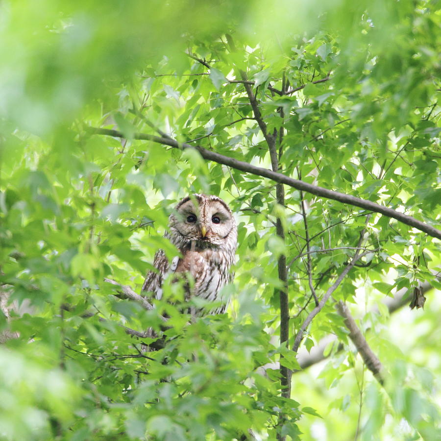 Portrait Of Owl Photograph by Tsuntsun