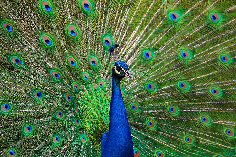 Portrait of Peacock with Feathers Out Photograph by Fotolinchen