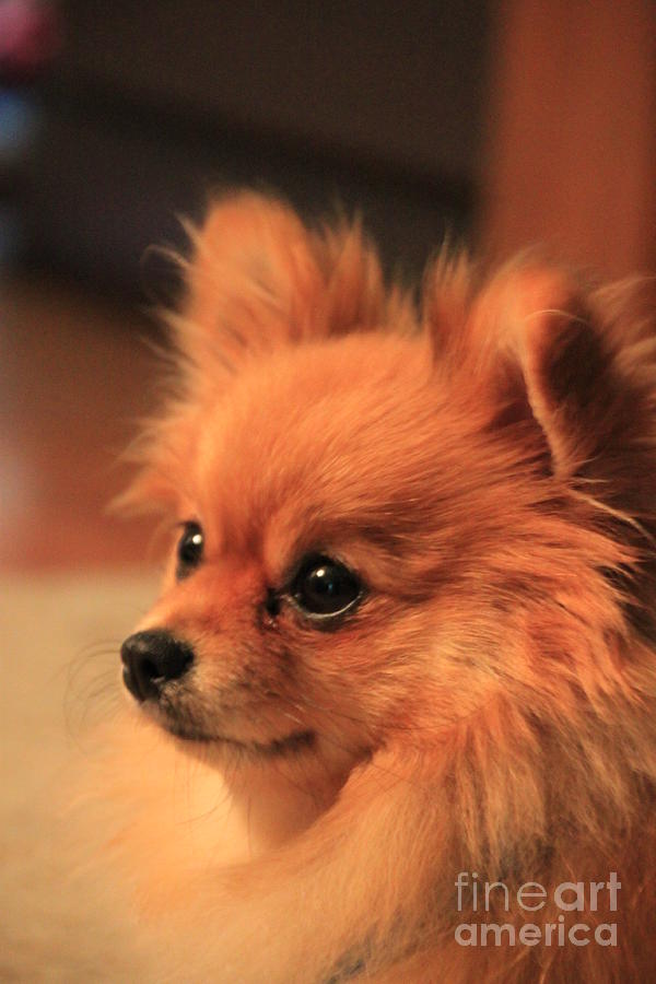 Portrait of Pixie the mini Pomeranian Photograph by Jennifer E Doll