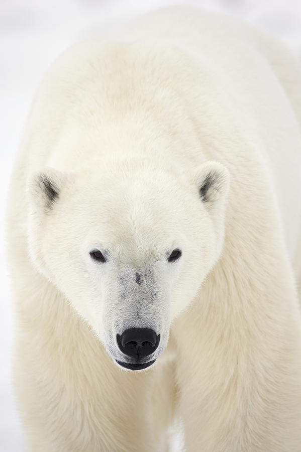 Portrait Of Polar Bear On The Shore Ice Photograph by Robert Postma ...