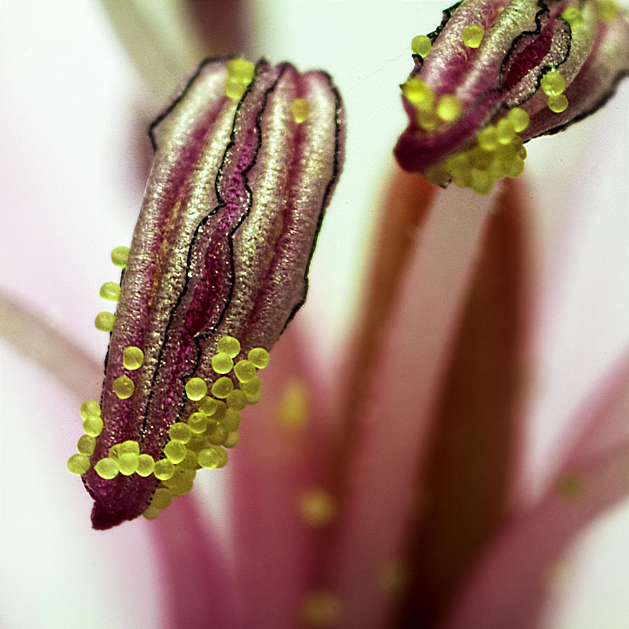 Flower Photograph - Portrait of pollen by Mr Bennett Kent