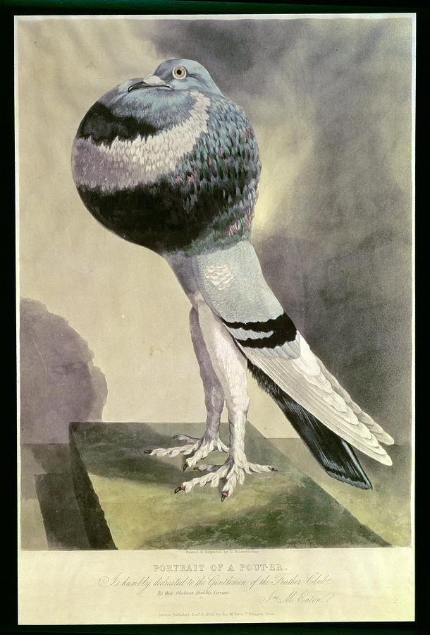 Feather Photograph - Portrait Of  Pouter Pigeon Coloured Engraving by D. Wolsenholme