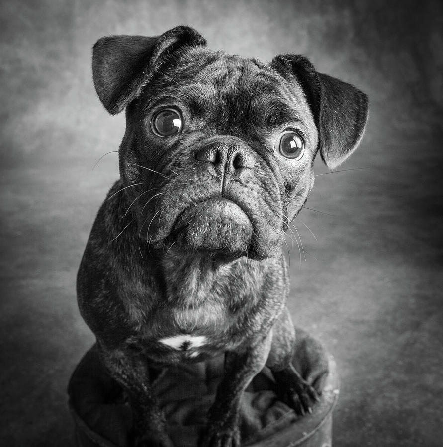 Portrait Of Pug Bulldog Mix Dog Photograph by Animal Images - Fine Art ...