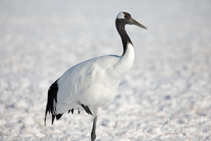 Portrait of Red-Crowned Crane Photograph by Natural Focal Point Photography