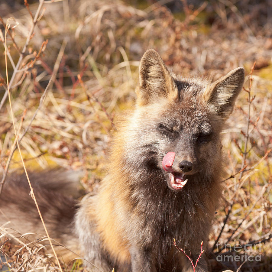 Portrait Of Red Fox Genus Vulpes Licking Snout Photograph By Stephan