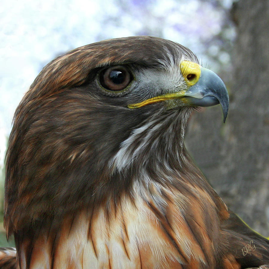 Portrait Of Red-Shouldered Hawk Photograph by Ben and Raisa Gertsberg