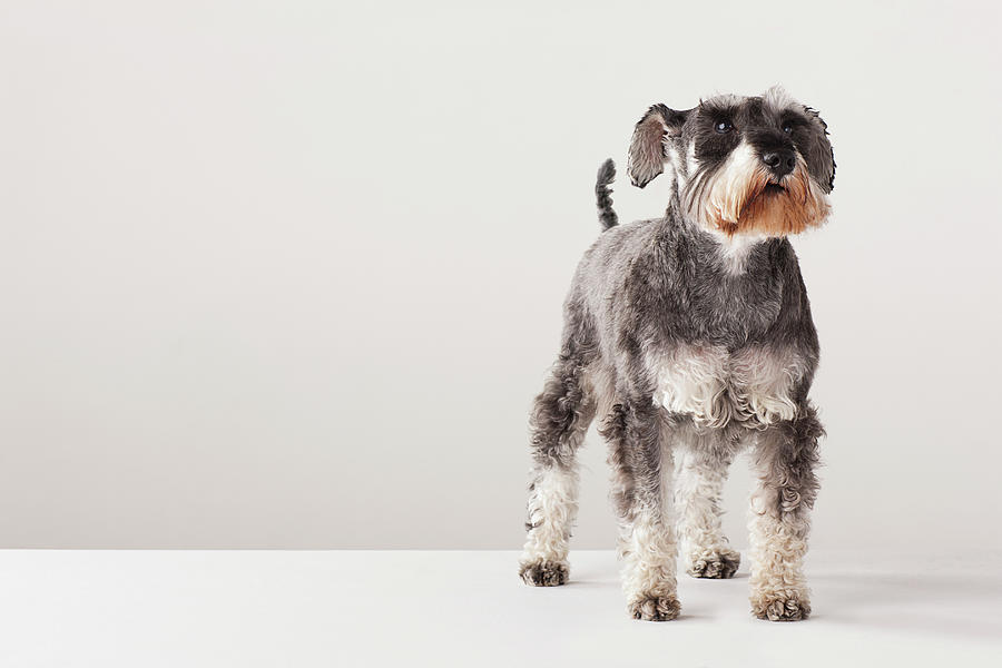 Portrait Of Schnauzer Photograph by Compassionate Eye Foundation/david Leahy
