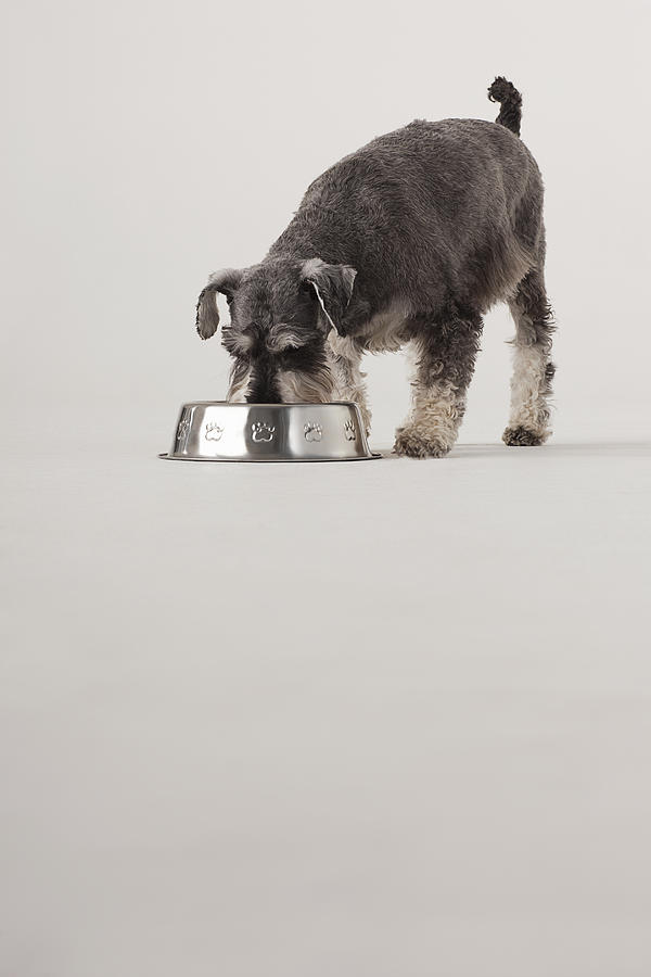 Portrait of Schnauzer eating from dog bowl Photograph by Compassionate Eye Foundation/David Leahy