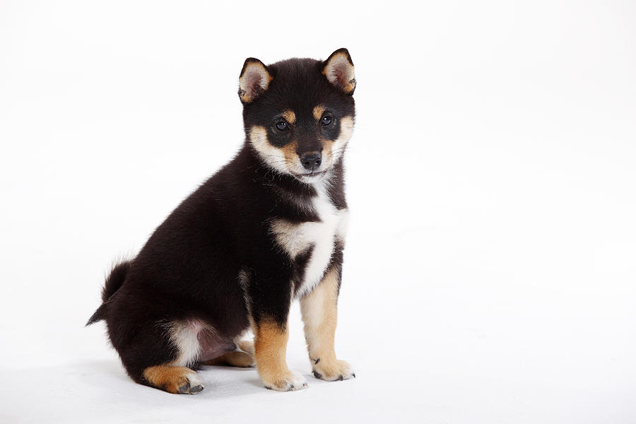 Portrait of Shiba Inu puppy in front of white background Photograph by Westend61