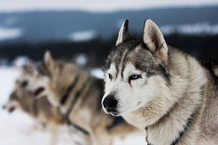 Portrait Of Siberian Husky Sled Dogs Photograph by Adam Kokot Portrait Of Siberian Husky Sled Dogs Photograph by Adam Kokot