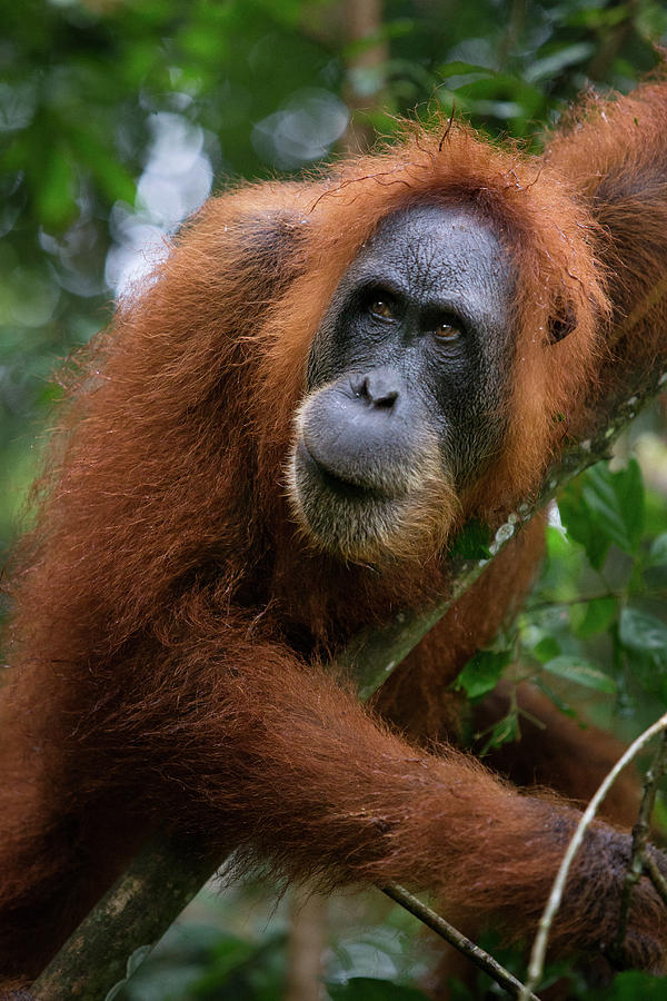 Portrait Of Sumatran Orangutan Pongo Photograph by Matt Stirn - Fine ...