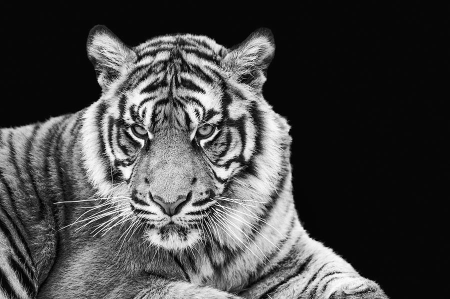 tiger photography black and white