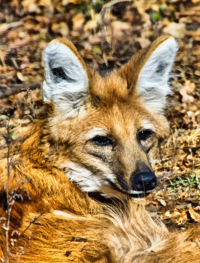 Animal Photograph - Portrait Of The Fantastic Mr Fox by Angelina Tamez