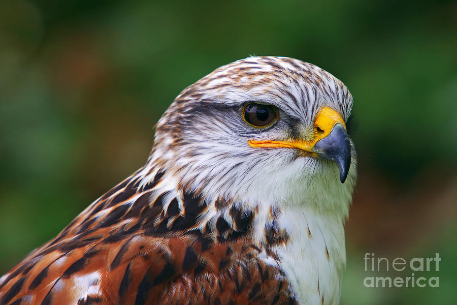 Portrait Of The Ferruginous Hawk Photograph