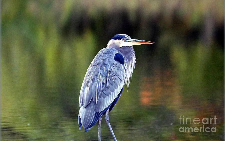 Portrait of the Great Blue Heron Photograph by Elizabeth Winter