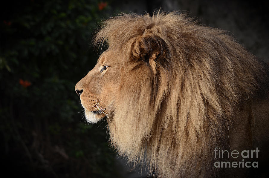 Portrait of the King of the Jungle  Photograph by Jim Fitzpatrick