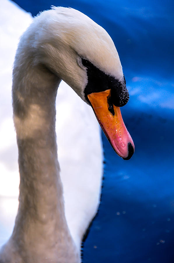 Portrait of the Shy White Swan Photograph by Jenny Rainbow