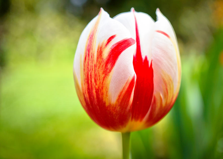 Portrait of the Tulip as a Dreamer Photograph by Ronda Broatch