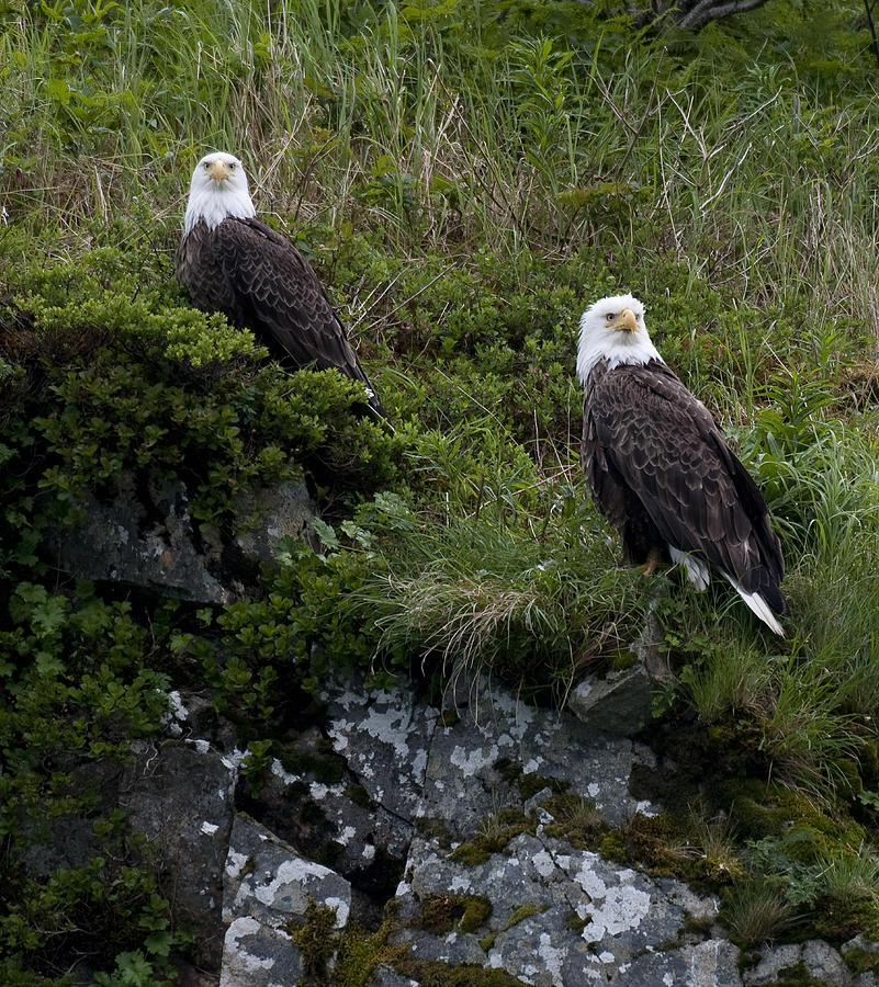 Katmai National Park Photograph - Portrait Of Two Bald Eagles Resting On by Cathy Hart