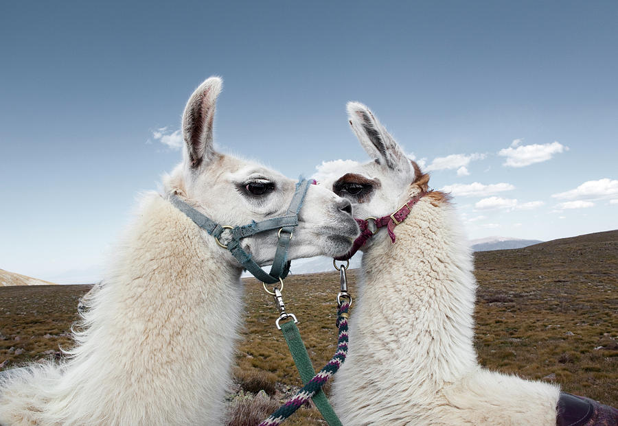 Llama Photograph - Portrait Of Two Llamas by Ryan Heffernan