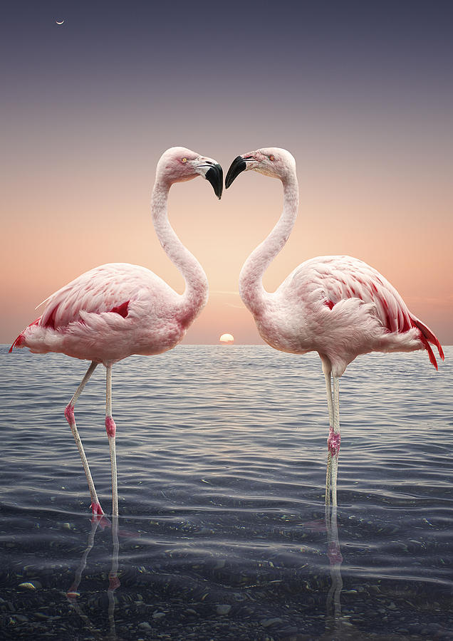 Portrait of two pink flamingoes standing face to face in sea at sunset Photograph by Matt Walford