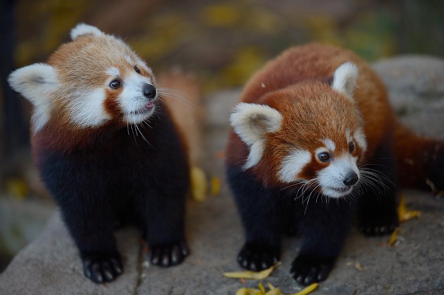 Portrait of two red pandas cub, Canberra, Australia Photograph by David Gray Portrait of two red pandas cub, Canberra, Australia Photograph by David Gray