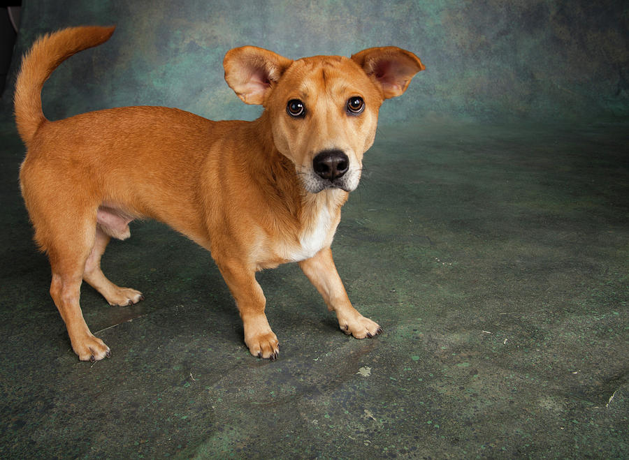 Portrait Of Westie Labrador Mixed Dog 