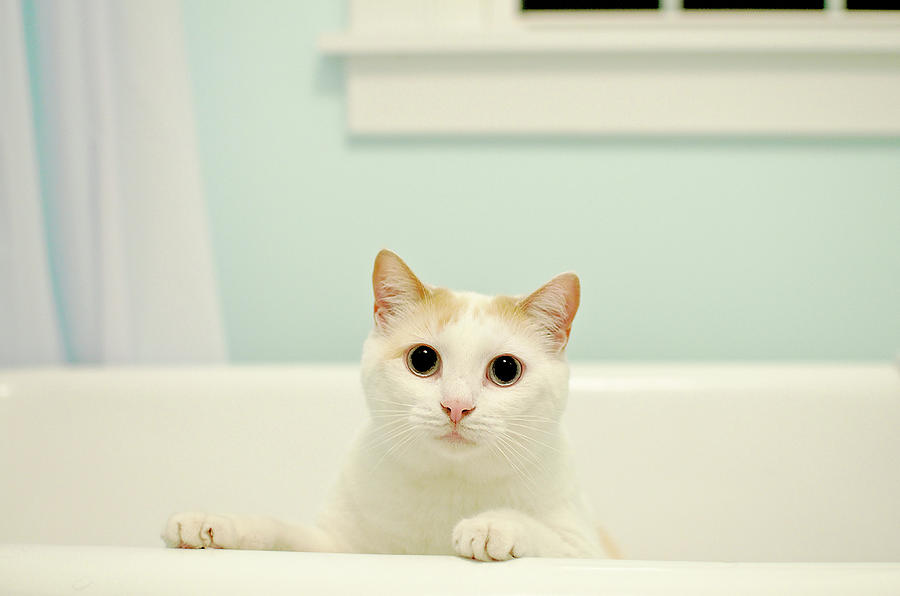 Portrait Of White Cat Photograph by Melissa Ross