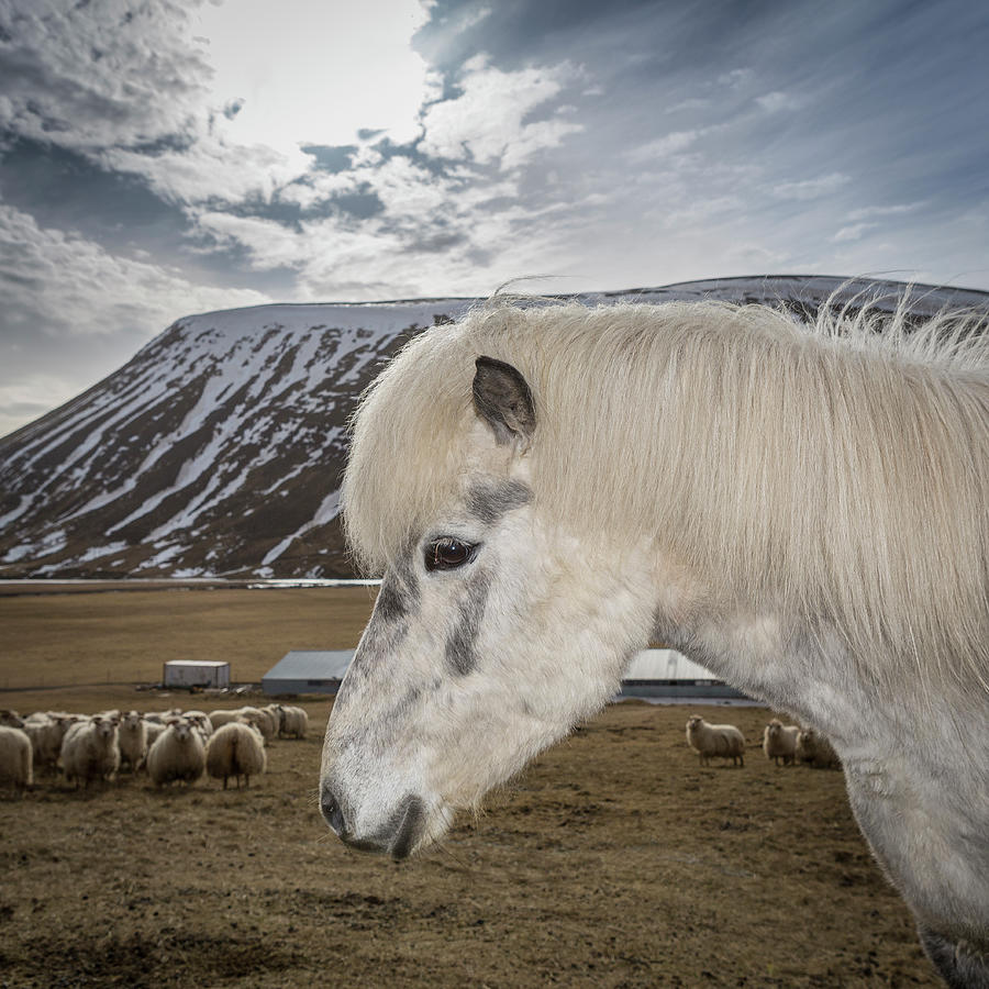 Portrait Of White Horse Photograph by Arctic-images