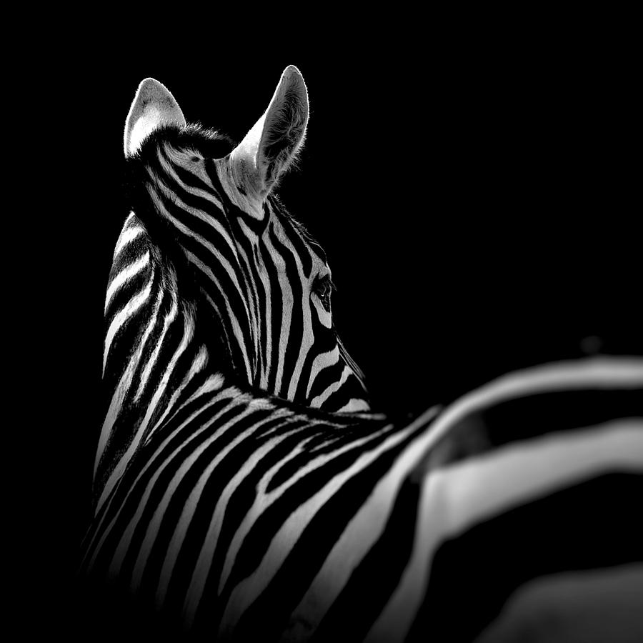 Zebra Photograph - Portrait of Zebra in black and white II by Lukas Holas