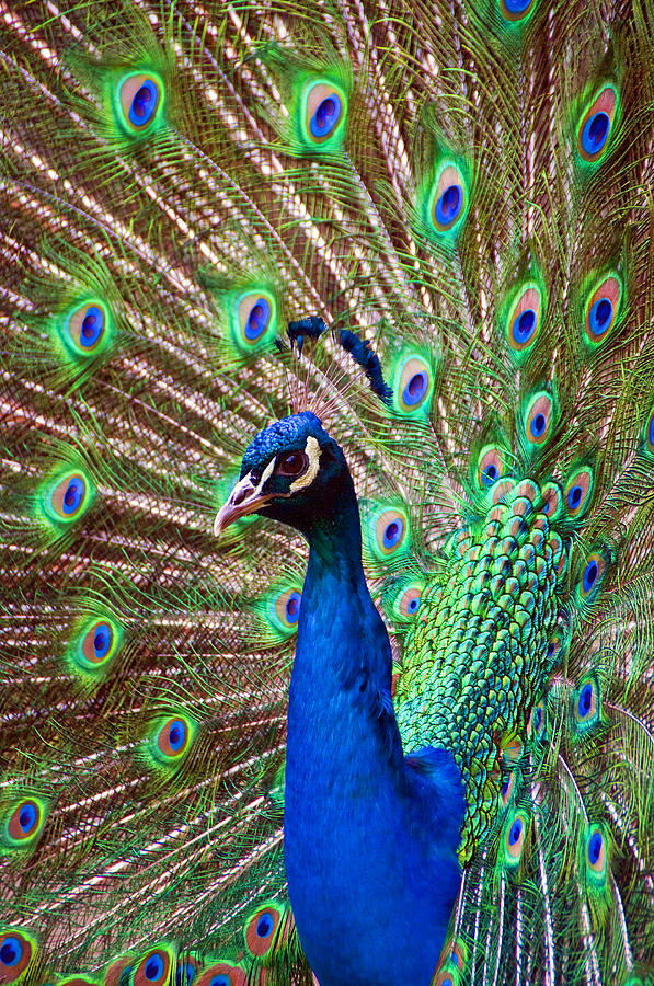 Portrait Peacock Photograph by Ross G Strachan