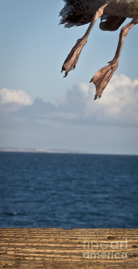 Seagull Photograph - Portrait to be by Agata Wisniowska Seagull Photograph - Portrait to be by Agata Wisniowska