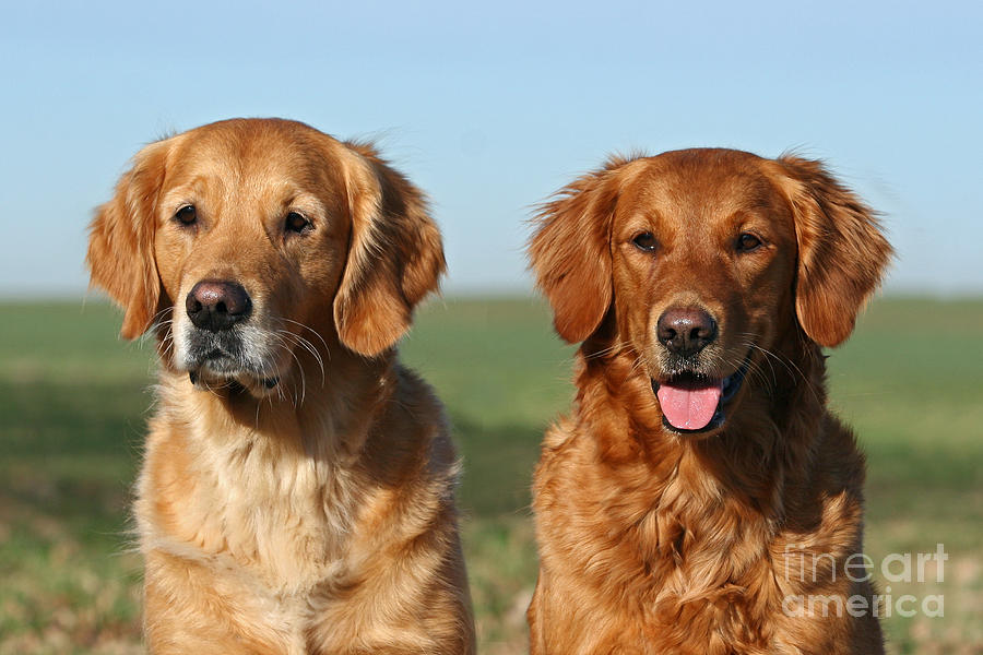 Portrait two Golden Retriever dogs Photograph by Dog Photos