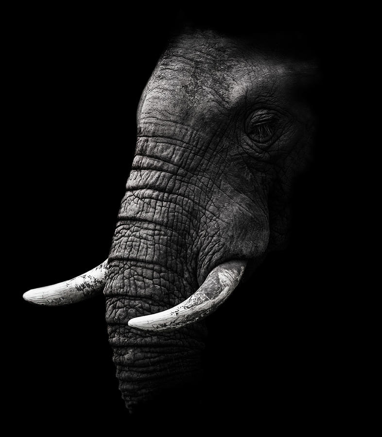 Elephant Photograph - Portrait by Wildphotoart