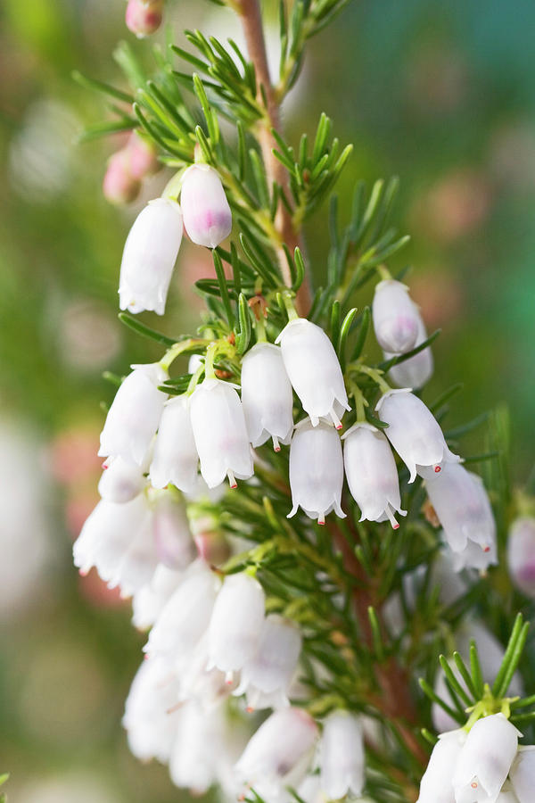 Portugal Heath (erica Lusitancia) Photograph by Geoff Kidd/science Photo Library