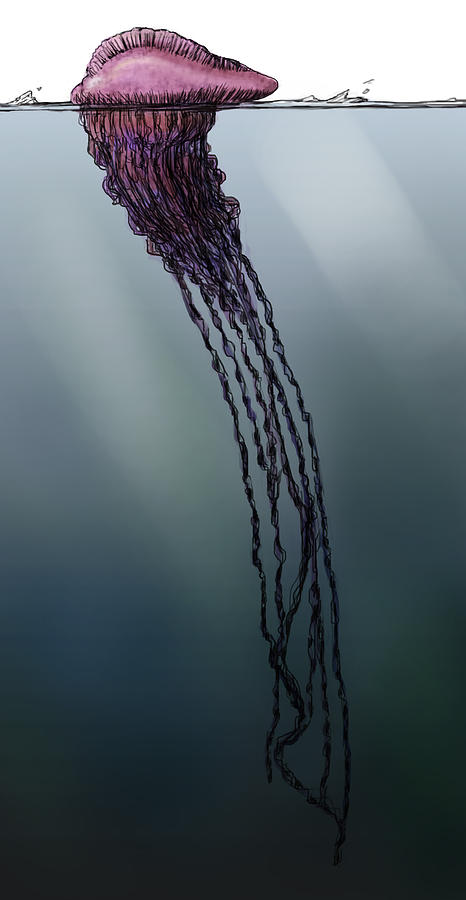 Portuguese Man O War, Illustration Photograph by Spencer Sutton