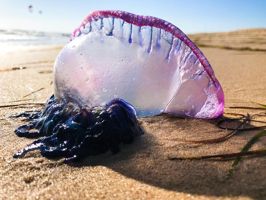 Portuguese Man o war jellyfish washed on beach Photograph by Bruno Guerreiro