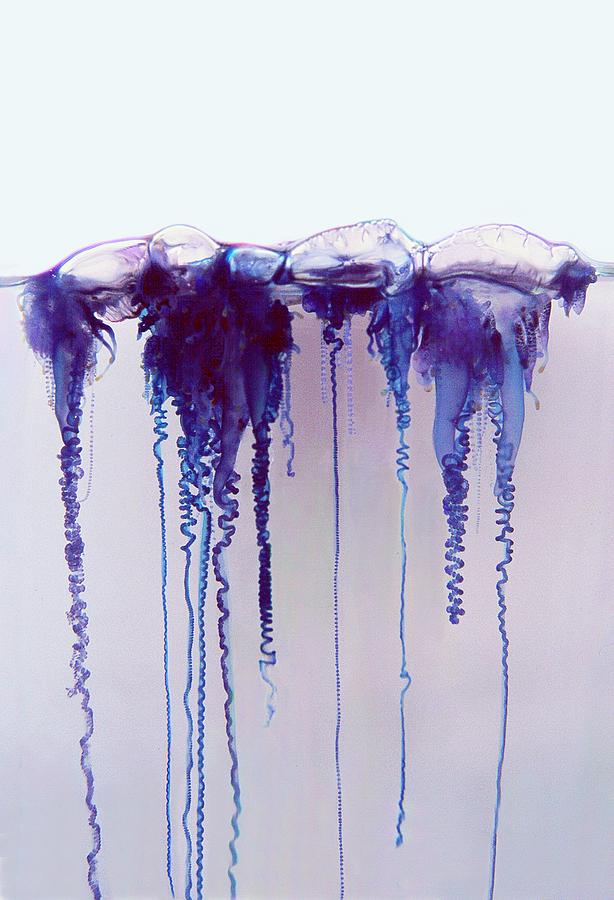 Portuguese Man-o-war (physalia Utriculus) Photograph by Dennis Kunkel Microscopy/science Photo Library