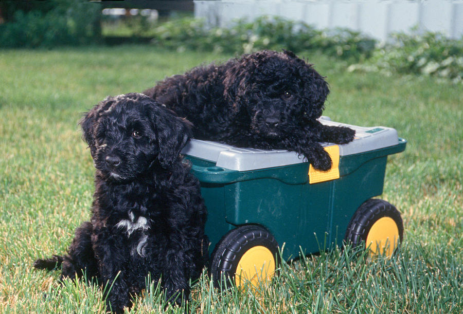 Portuguese Water Dogs Photograph by Bonnie Sue Rauch