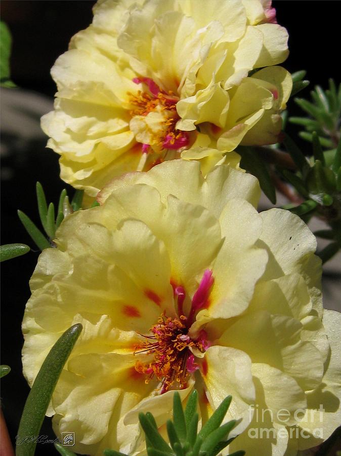 Portulaca named Happy Hour Banana Photograph by J McCombie