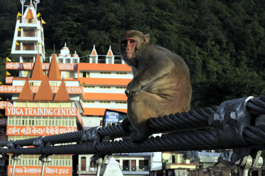 Monkey Pose - Shimla | Monkey pose, Poses, Instagram